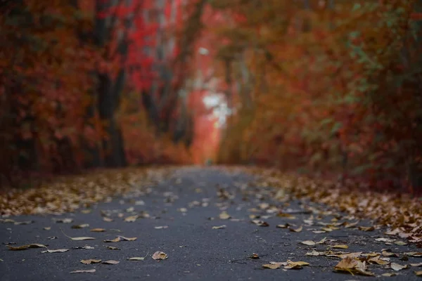 Feuilles Automne Jaunes Tombées Sur Route Asphaltée Dans Parc — Photo