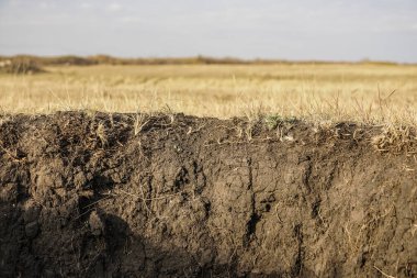 Katmanlı ve çimen köklü toprağın Stratigrafik bölümü. - Rusya. Yeraltı toprak tabakası, toprak enine kesiti, üzerinde bitkiler olan erozyon zemini. Bitkiler, toprak, karst