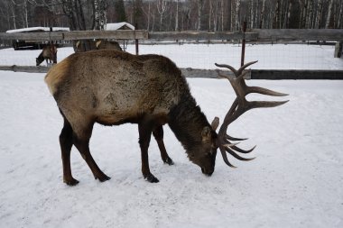 Kar yağarken uzun boynuzları olan yetişkin bir erkek kızıl geyik. Rusya 'nın Sverdlovsk bölgesinde Visim köyü yakınlarındaki Orta Ural dağları.