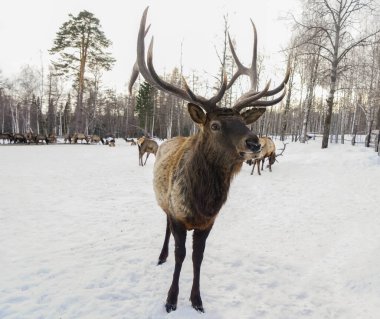 Kar yağarken uzun boynuzları olan yetişkin bir erkek kızıl geyik. Rusya 'nın Sverdlovsk bölgesinde Visim köyü yakınlarındaki Orta Ural dağları.