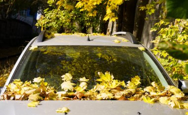 Sarı sonbahar yapraklı araba kaputu ve ön camı..