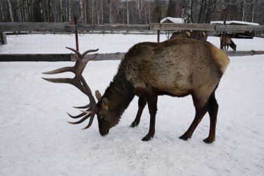 Kar yağarken uzun boynuzları olan yetişkin bir erkek kızıl geyik. Rusya 'nın Sverdlovsk bölgesinde Visim köyü yakınlarındaki Orta Ural dağları.