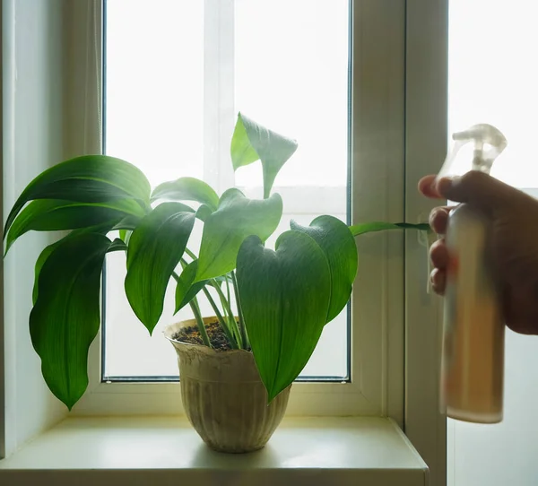 窓辺の屋内植物に水を撒くオスの手は — ストック写真