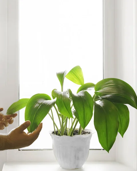 家庭で緑の植物を世話し ボトルからきれいな水で植物を振りかける男性の手 — ストック写真