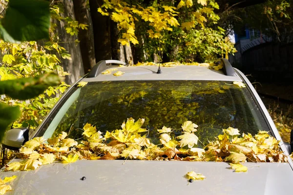 Osłona Samochodu Przednia Szyba Żółtymi Jesiennymi Liśćmi — Zdjęcie stockowe