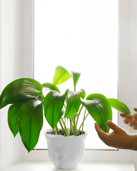 Male Hands Caring Green Plants Home Sprinkling Plant Clean Water — Stock Photo, Image