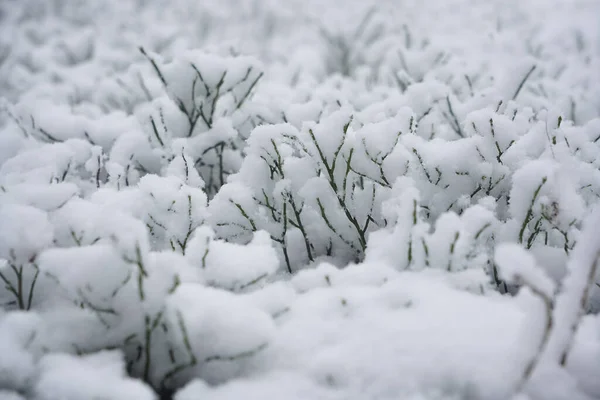 Plants Branches Leaves Hats Snow Winter Background First Fresh Snow — Stock Photo, Image