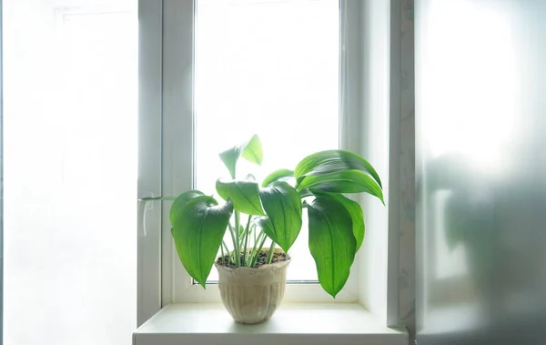 Beyaz Pencere Pervazında Beyaz Tencerede Büyük Yeşil Bir Bitki Mutfağın — Stok fotoğraf
