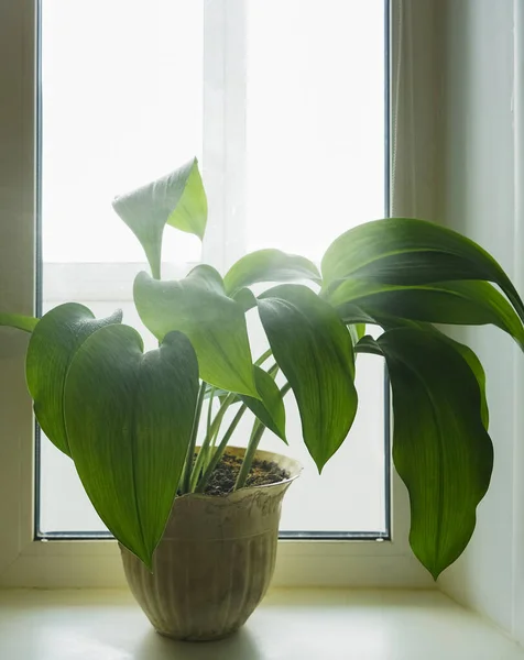 One Big Green Plant White Pot White Windowsill Kitchen Interior — Stock Photo, Image