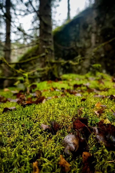 Belle Forêt Dans Région Perm Grand Épinette Avec Mousse Verte — Photo