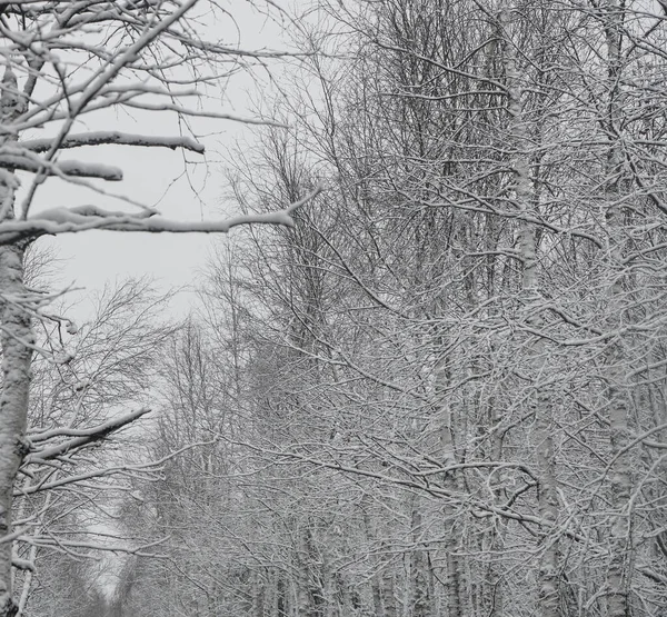 Floresta Inverno Bétulas Cobertas Neve Árvores Cobertas Primeira Neve Floresta — Fotografia de Stock