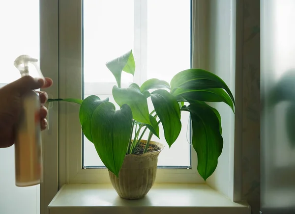 Male Hand Spraying Water Indoor House Plant Window Sill — Stock Photo, Image