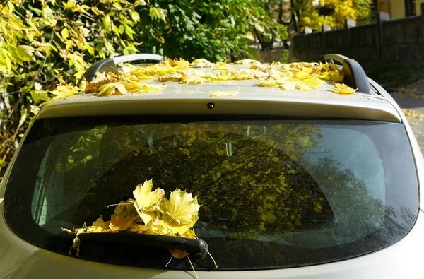 Πεσμένα Κίτρινα Φύλλα Σφενδάμου Στο Πίσω Παράθυρο Ενός Αυτοκινήτου Σύμβολο — Φωτογραφία Αρχείου