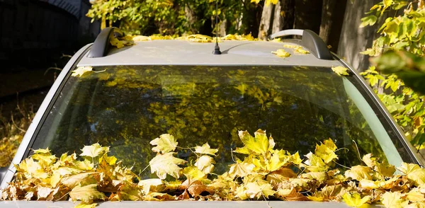 Capuz Carro Pára Brisas Com Folhas Outono Amarelo — Fotografia de Stock