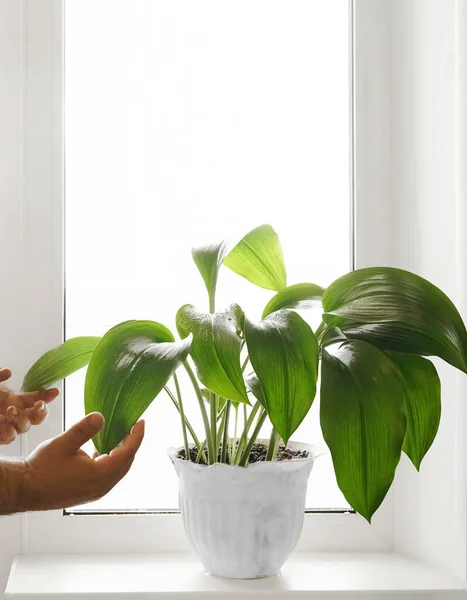 家庭で緑の植物を世話し ボトルからきれいな水で植物を振りかける男性の手 — ストック写真