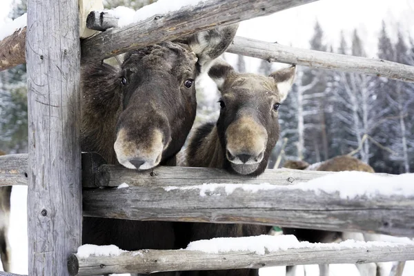 Twee Volwassen Vrouwelijke Rode Herten Staan Tijdens Sneeuwval — Stockfoto