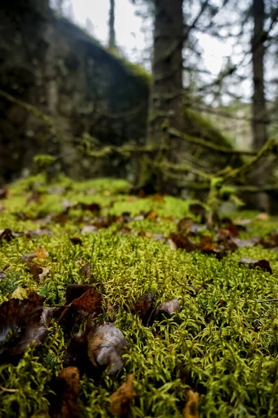 Wunderschöner Wald Gebiet Perm Große Fichte Mit Grünem Moos Auf — Stockfoto
