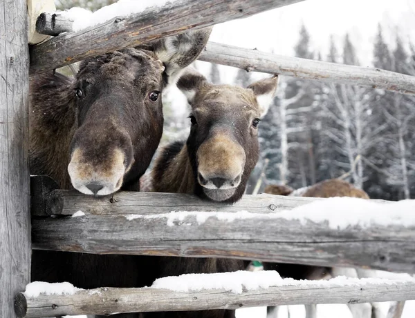 Twee Volwassen Vrouwelijke Rode Herten Staan Tijdens Sneeuwval — Stockfoto