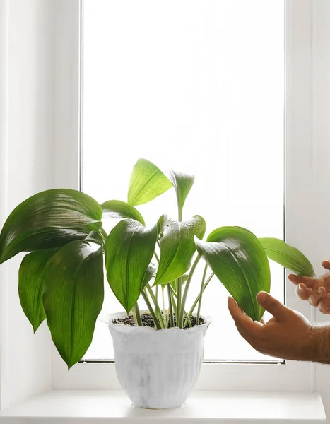 Man Händer Hand Gröna Växter Hemma Strö Anläggningen Med Rent — Stockfoto