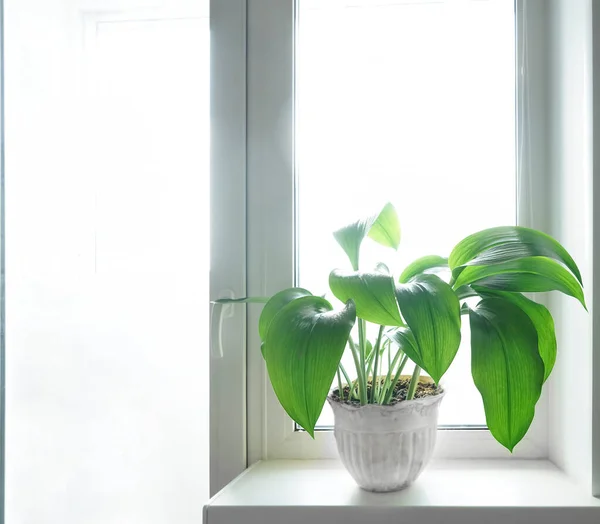 Une Grande Plante Verte Dans Pot Blanc Sur Rebord Fenêtre — Photo