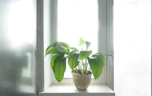 One Big Green Plant White Pot White Windowsill Kitchen Interior — Stock Photo, Image