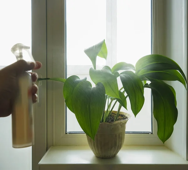 Male Hand Spraying Water Indoor House Plant Window Sill — Stock Photo, Image