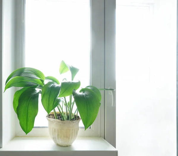 Stor Grön Planta Vit Kruka Vit Fönsterbräda Kök Interiör — Stockfoto