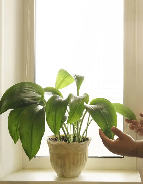 家庭で緑の植物を世話し ボトルからきれいな水で植物を振りかける男性の手 — ストック写真