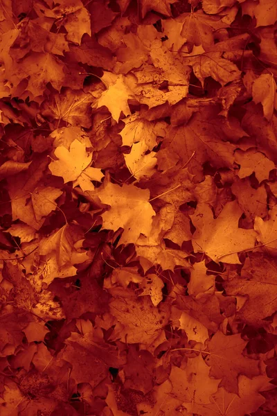 Folhagem Queda Bordo Coreano Acer Pseudosieboldianum Purplebloom Maple Vermelho Laranja — Fotografia de Stock