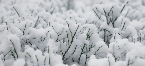 Φυτά Κλαδιά Χωρίς Φύλλα Κάτω Από Καπέλα Του Χιονιού Χειμερινό — Φωτογραφία Αρχείου