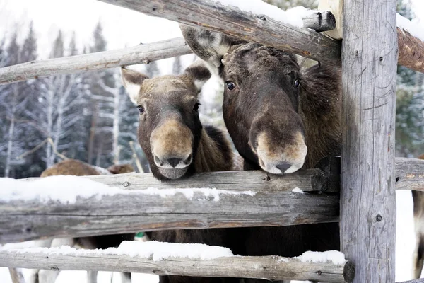 Twee Volwassen Vrouwelijke Rode Herten Staan Tijdens Sneeuwval — Stockfoto