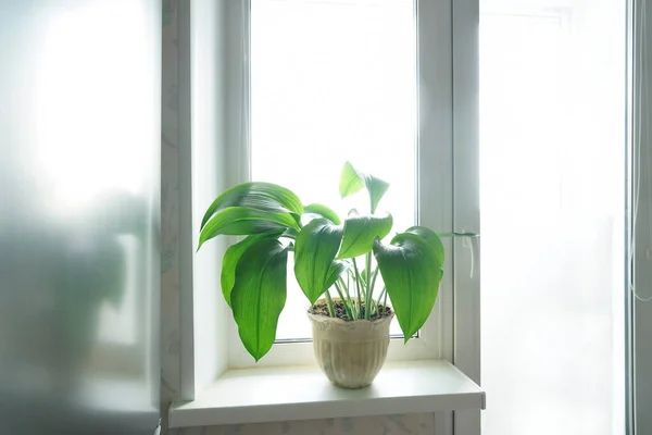 Stor Grön Planta Vit Kruka Vit Fönsterbräda Kök Interiör — Stockfoto