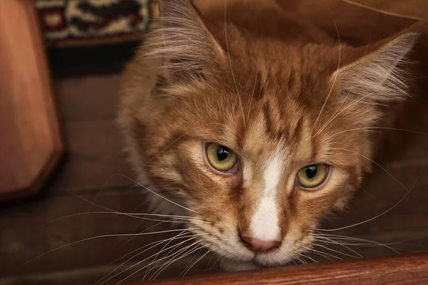 Bellissimo Gatto Rosso Del Maine Coon Seduto Con Grandi Orecchie — Foto Stock