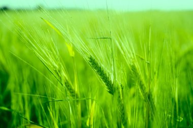 Buğday tarlasında altın gün batımı. Buğday kulaklarını kapat. 