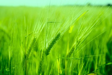 Buğday tarlasında altın gün batımı. Buğday kulaklarını kapat. 