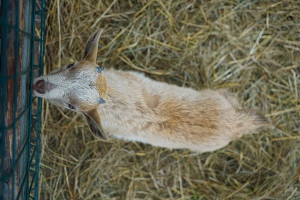 Retrato Lindo Cabrito Cabrío Granja Lechera Cerca Zoológico Contacto Vista —  Fotos de Stock