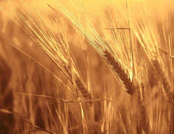 Puesta Sol Dorada Sobre Campo Trigo Cierre Espigas Trigo —  Fotos de Stock