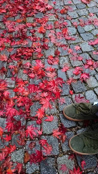 Багато Червоного Кленового Листя Мощення Восени Європейський Кам Яний Фон — стокове фото