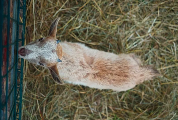 Portrait Cute Goat Kid Dairy Farm Close Contact Zoo Top — Stock Photo, Image