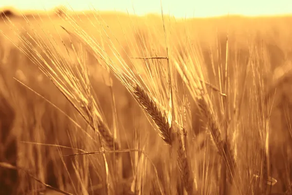 Puesta Sol Dorada Sobre Campo Trigo Cierre Espigas Trigo — Foto de Stock