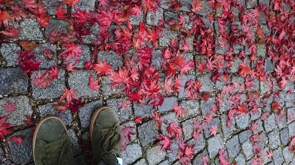 Muitos Ácer Vermelho Leaveson Pavimentação Outono Fundo Pedra Calçada Europeu — Fotografia de Stock