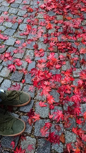 Molte Foglie Acero Rossosu Pavimentazione Autunno Ciottoli Europei Sfondo Pietra — Foto Stock