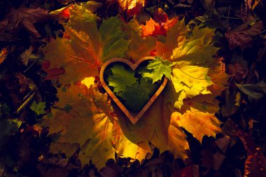Akçaağaç yaprakları kalp şeklinde ahşap kutunun içinde yatar. sonbahar sezonu arkaplanı. 