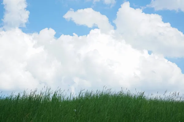 Вид Пустое Пышное Зеленое Фермерское Поле Голубым Облачным Небом — стоковое фото