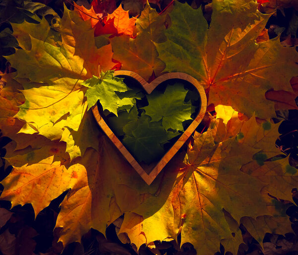 maple leaves lie inside wooden box in the form of heart.  autumn season background. 
