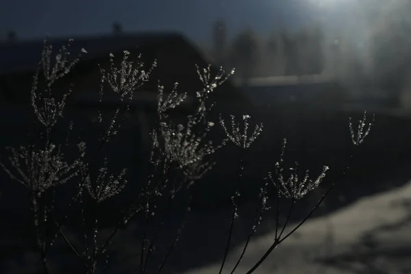 Заморожена Сушена Трава Вкрита Калюжею Ввечері Блискавка Фон Природи Зимовий — стокове фото