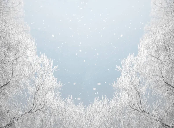 Winter Landscape Snowy Tree Branches Blue Sky Snowfall Free Space — Foto Stock