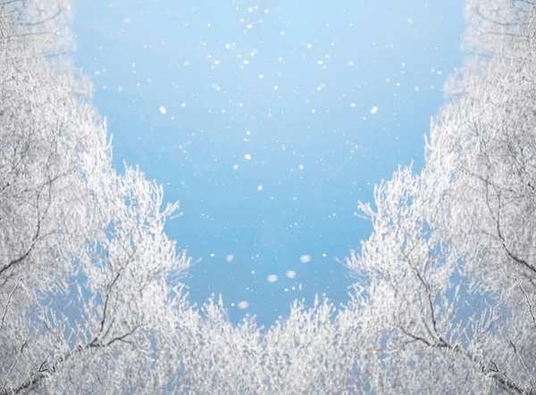 Winter Landscape Snowy Tree Branches Blue Sky Snowfall Free Space — Stockfoto