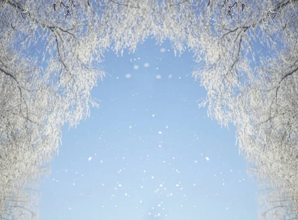 Winter Landscape Snowy Tree Branches Blue Sky Snowfall Free Space — Foto Stock