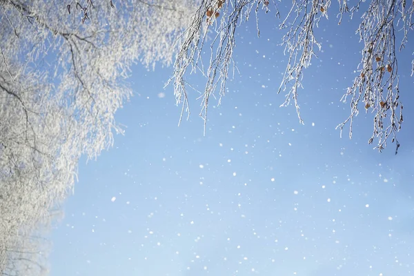 Winter Landscape Snowy Tree Branches Blue Sky Snowfall Free Space — Foto de Stock
